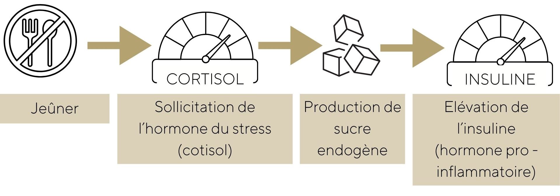 Cascade hormonale jeûne intermittent